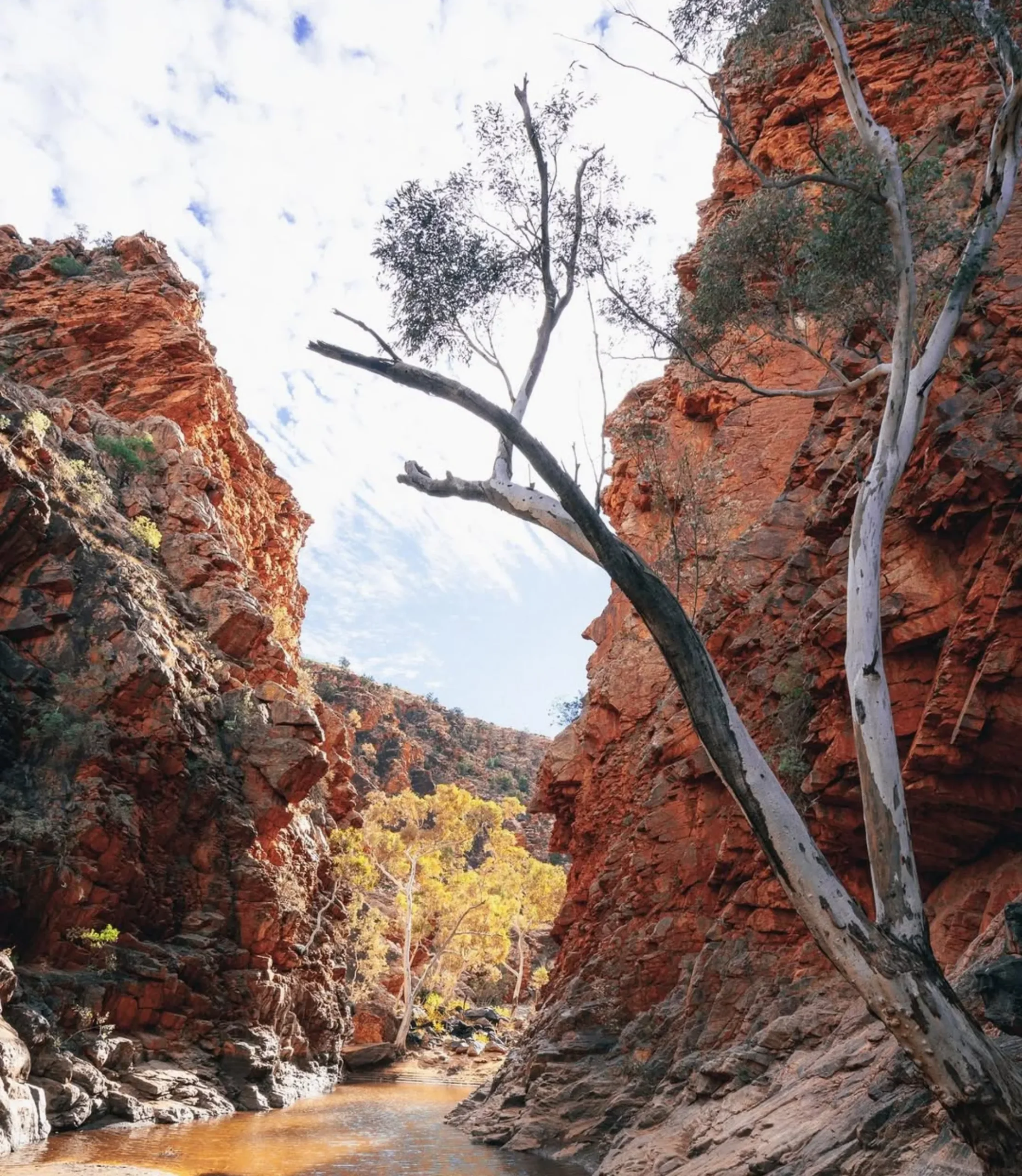 beautiful spot, Larapinta