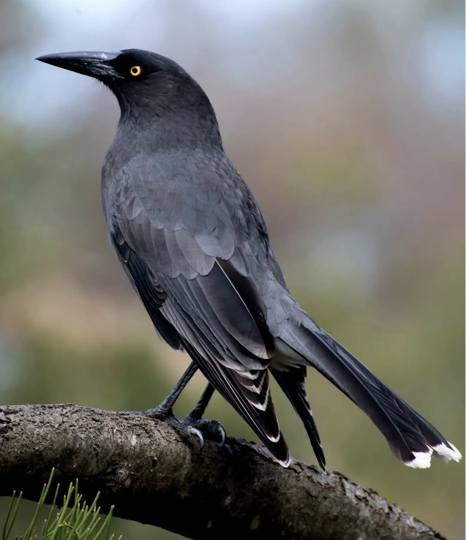 Phillip Island Birdwatching